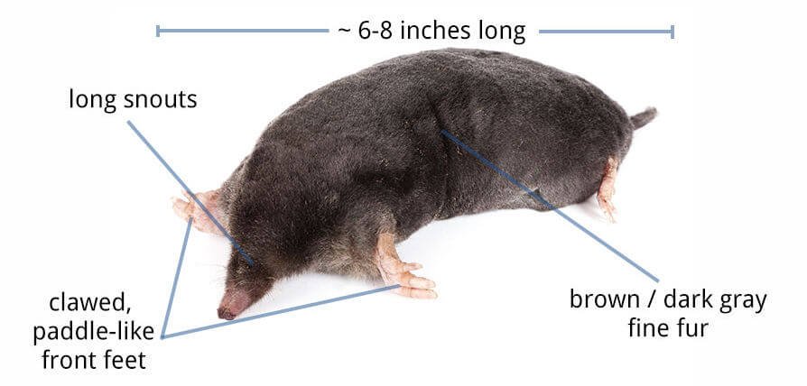QF-mole-anatomy-1